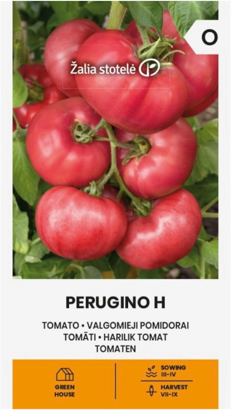 Pomidor Perugino H odmiana bardzo plenna o smacznych malinowych owocach nasiona 10 szt. Žalia stotelė sklep rajogrodnika